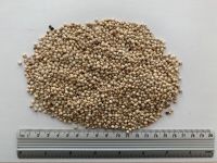 White Sorghum