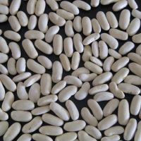 White Kidney Bean 180-200