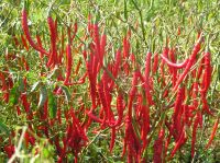 Dry Red Arbol chilli