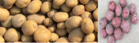 POTATO