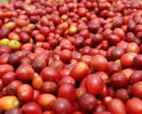 rwanda rare  arabica or robusta coffee 