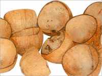 High Quality Indian Coconut Shell / Chips