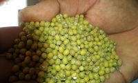 Mung beans - Madagascar Origin - Crop 2017