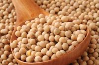 Soya Bean