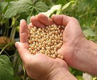 Soya Bean