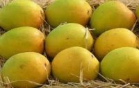 Fresh Alphonso Mangoes From Ratnagiri