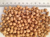 Kabuli Chickpeas