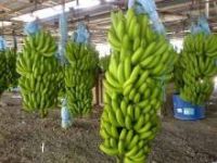 Grade A Fresh Cavendish Banana For Sale