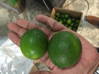 Fresh Seedless Lime