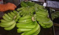 Fresh Cavendish Banana