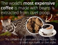 Wild Cup Civet Coffee