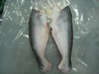 Pangasius fish (Basa, Tra)