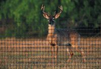 Deer Fence net /Plastic Deer Netting