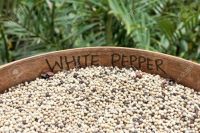 Malaysia Sarawak White Pepper 600-630 G/L