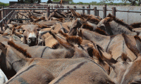 Dry Salted Donkey Hides For Sale