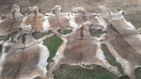 Dry Salted Donkey Hides For Sale