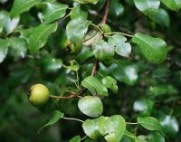 Fruits From Wild Collection