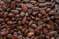 Dried Fermented cocoa beans