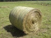 Ryegrass hay - 90-110 USD/ Tone