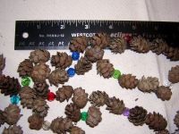 Pine Cones - large and small