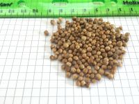 Coriander Seeds