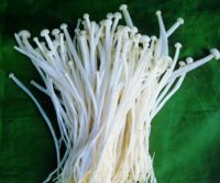enoki (needle) mushroom