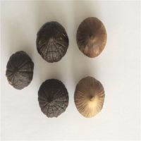 Wholesale Black Garlic