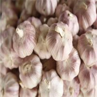 Normal White Garlic in Large Package