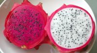 FRESH DRAGON FRUIT FROM VIETNAM _ CHEAP PRICE