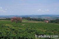 Arabica Coffee Farm