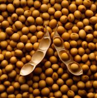 Soybeans, Soybean Meals, Soybean Meal Pellets