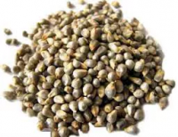 Green Millet