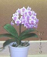 Phal. 'Dancer'