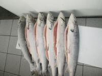 Atlantic Salmon