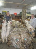 RAW ANIMAL FUR - LARGE QUANTITIES & SELECTIONS: COYOTE - MUSKRAT - BEAVER - HEAVY NORTHERN RACCOON - WILD MINK - RED & GRAY FOX