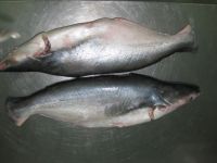 ONLY USD 1.38 ***SHOCK PANGASIUS PRICE