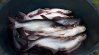 ONLY USD 1.38 ***SHOCK PANGASIUS PRICE