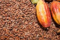 Cocoa Beans