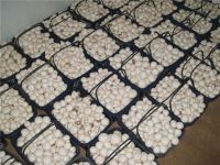 Agaricus bisporus/ White Mushroom