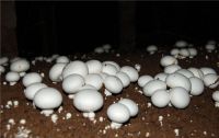 Agaricus bisporus/ White Mushroom