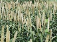 FRESH AND DRY MILLET  FOR SALE