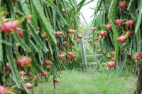 Fresh fruit/ Tropical fruit from Vietnam