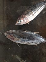 Sea Frozen Fish | Skip Jack | Skipjack Tuna | Katsuwonus pelamis |AKU | Arctic Bonito | Mushmouth | Oceanic Bonito | Striped Tuna | Victor