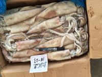 Sea Frozen | Fresh Frozen Squid Distributor