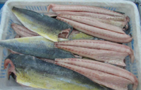 Sea Frozen Mahi Mahi | Atlantic Bonito Fish | Sarda Sarda.