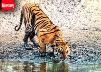 Sundarban Tour Package