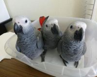 African Grey 