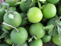 Fresh Mosambi (Sweet Lime)