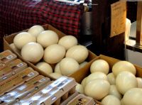 Ostrich eggs for sale 