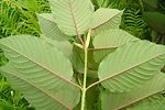 KRATOM HIGH GRADE